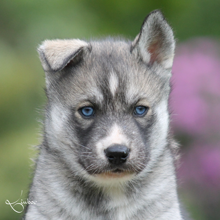 Husky à vendre