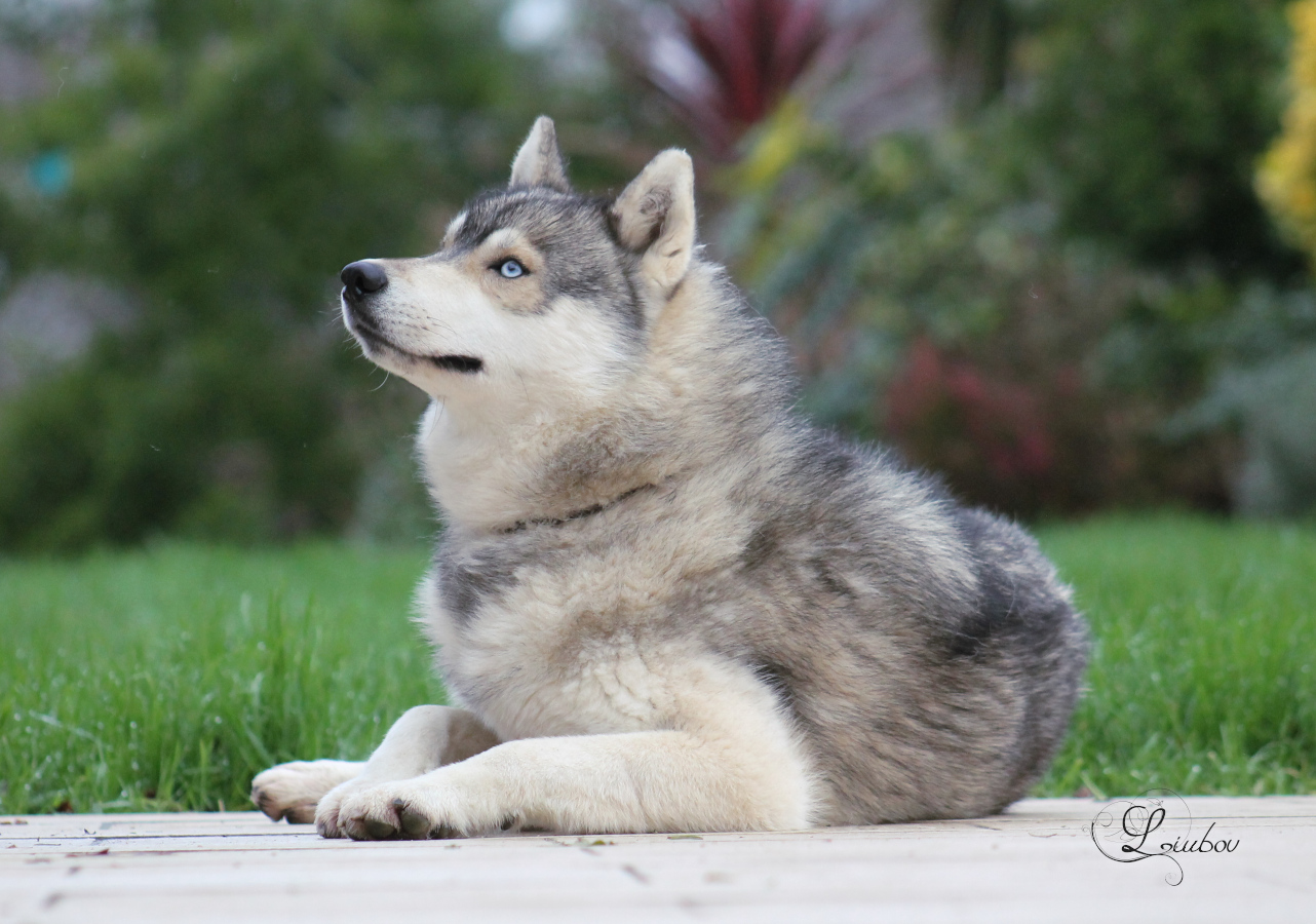 Husky couché loup