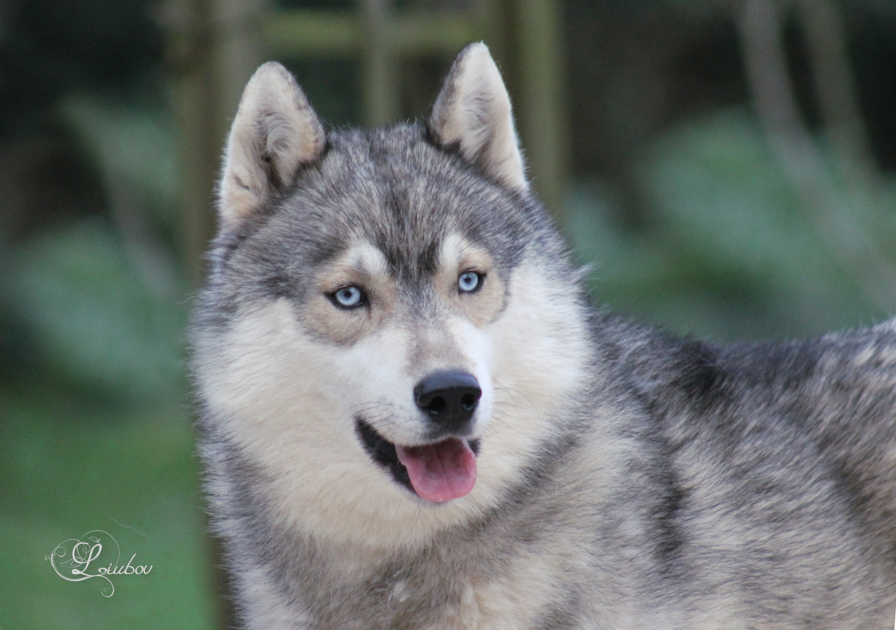 Husky yeux bleus