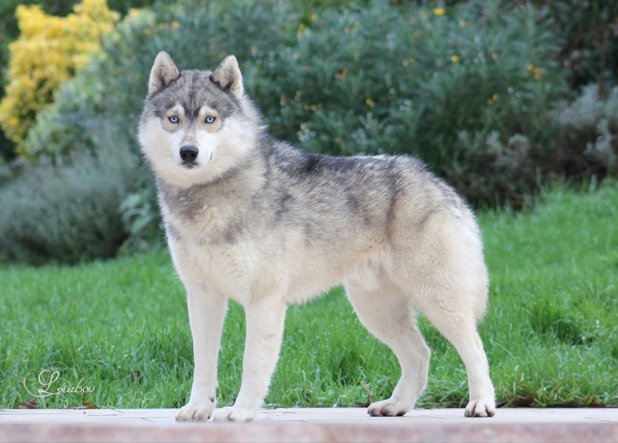 Husky type loup