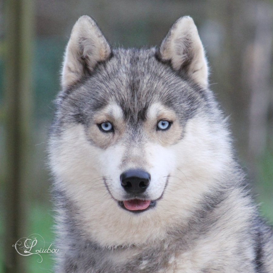 Husky yeux bleus