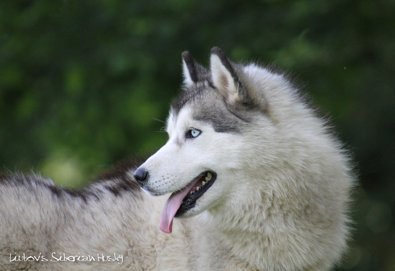 Liubovs Nymphéa1 15 06 18