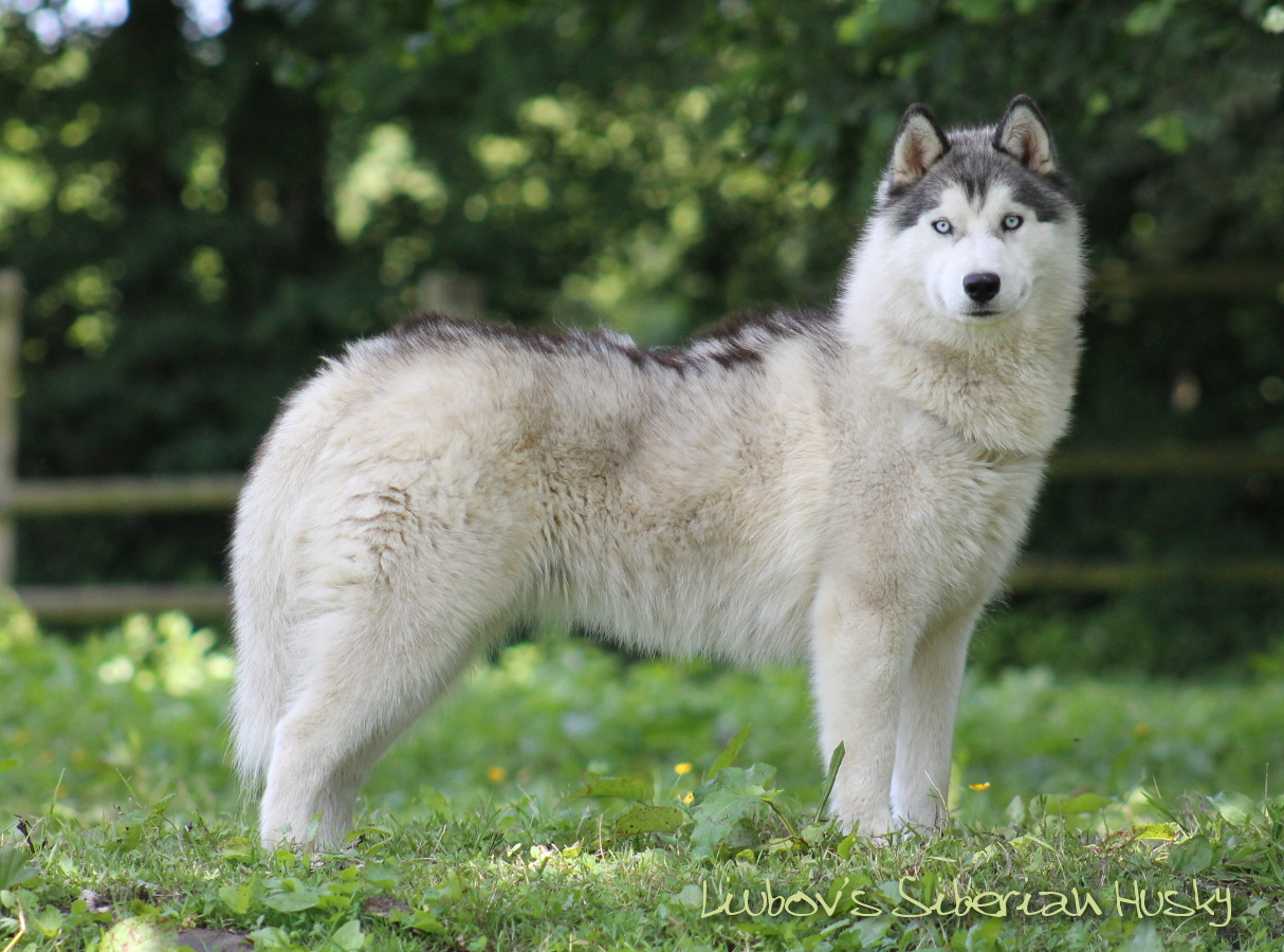 Liubovs Nymphéa 15 06 18