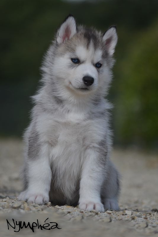 nymeria de lécume des cimes blanches2