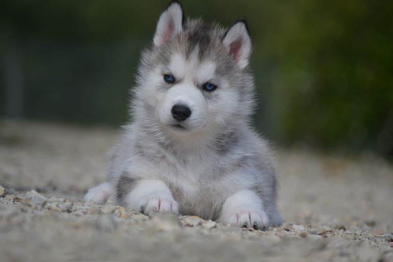 nymeria de lécume des cimes blanches 1.2