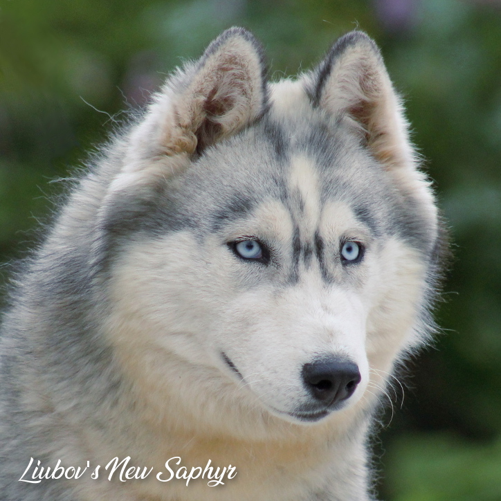 Saphyr 10 mois