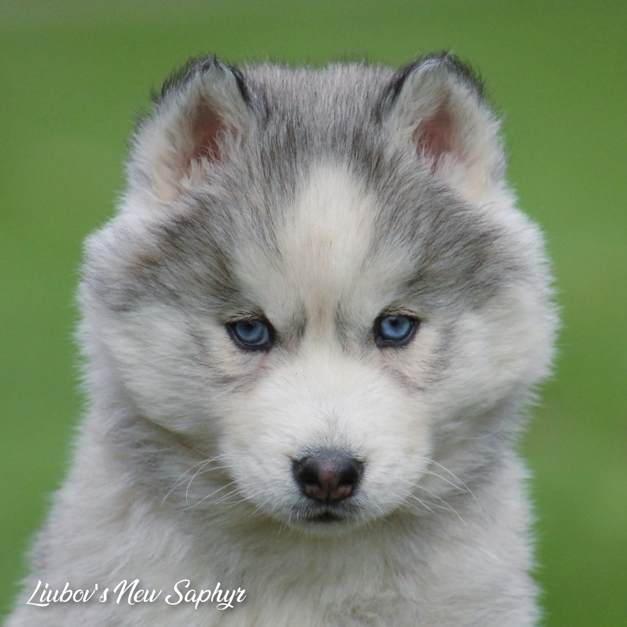 Saphyr 2 mois