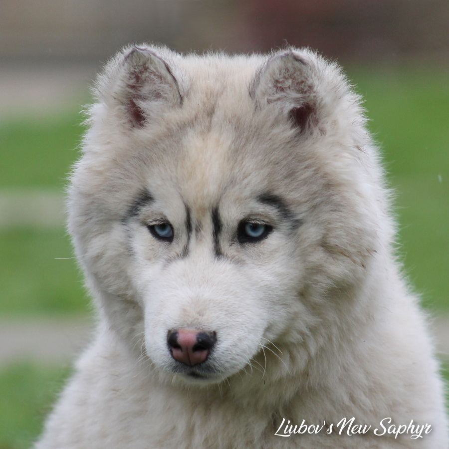 Saphyr 4 mois