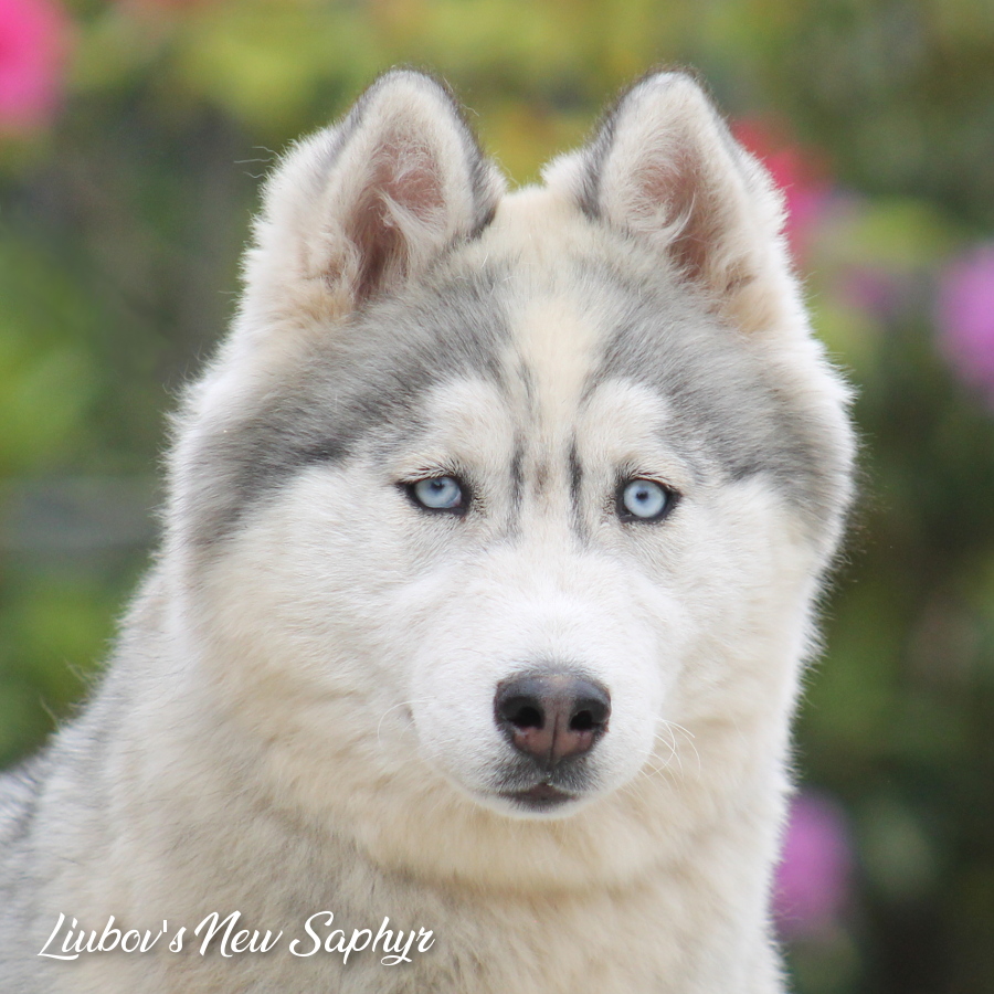 Saphyr 8 mois
