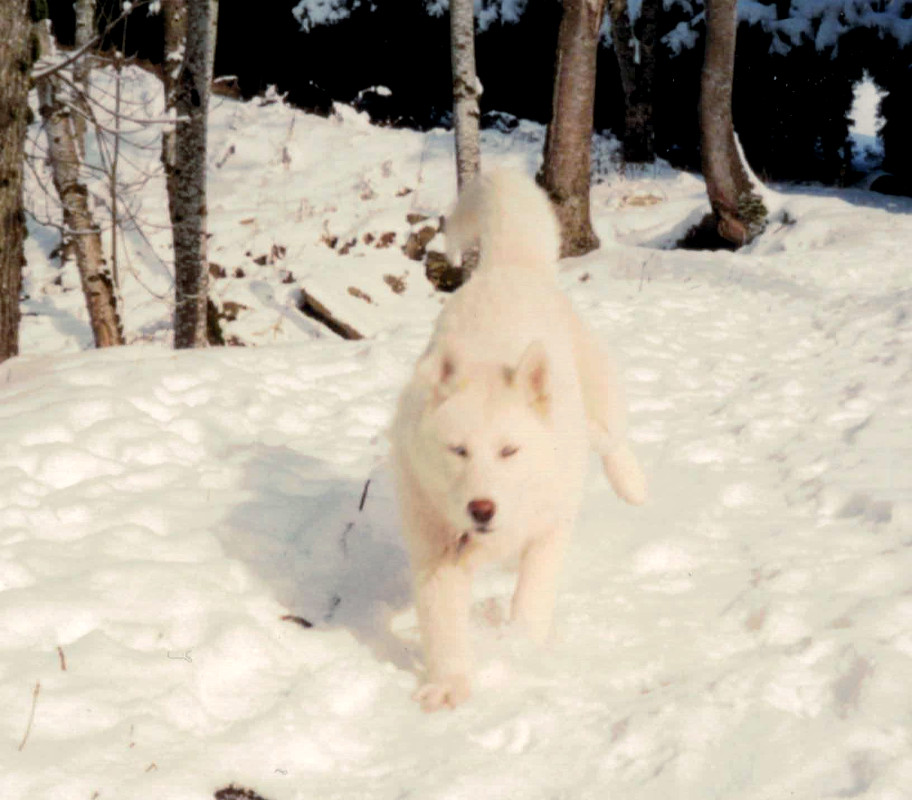 liubovs turkoiz neige2b