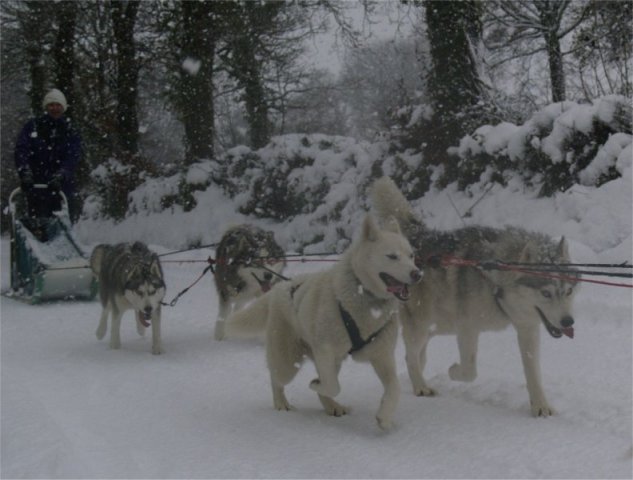 Liubov's Etoile de Neige