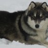 3 Liubov's dans les Hautes-Pyrénées.