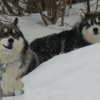 3 Liubov's dans les Hautes-Pyrénées.