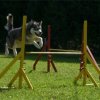 Apollon Wolf brevet