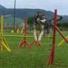 Apollon Wolf passe son brevet