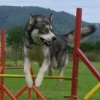Apollon Wolf passe son brevet