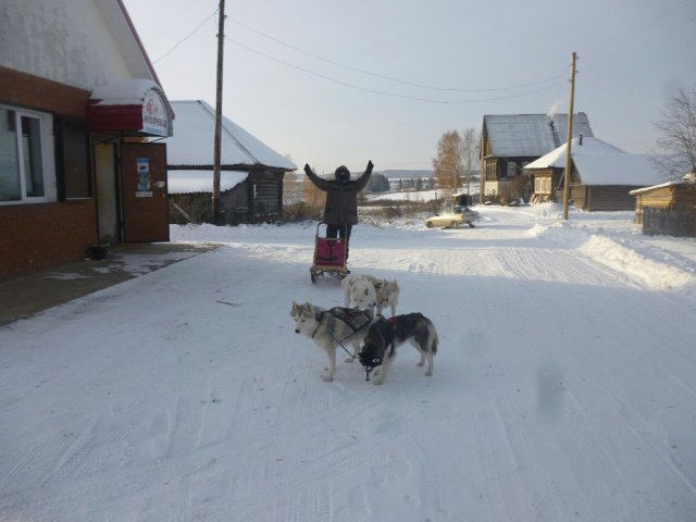 Courses en traineau