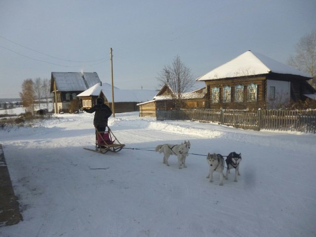 Courses en traineau