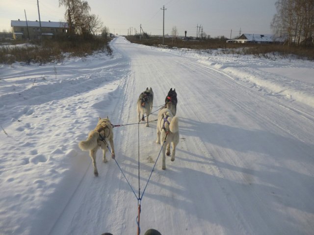 Courses en traineau