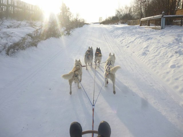 Courses en traineau