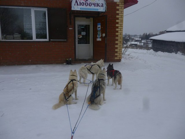 Courses en traineau