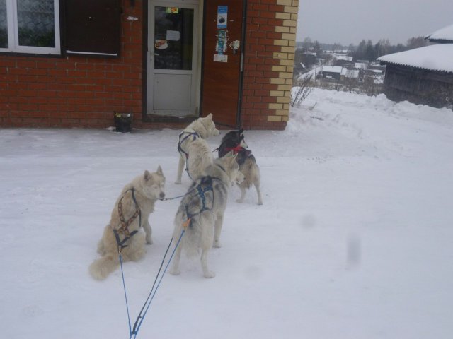 Courses en traineau