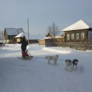 Courses en traineau