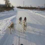 Courses en traineau