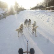 Courses en traineau