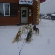 Courses en traineau