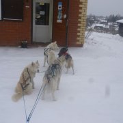 Courses en traineau