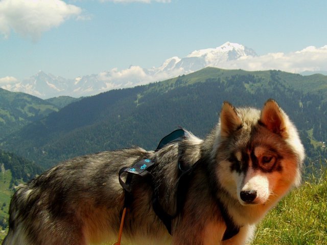 Crypton et Polaire