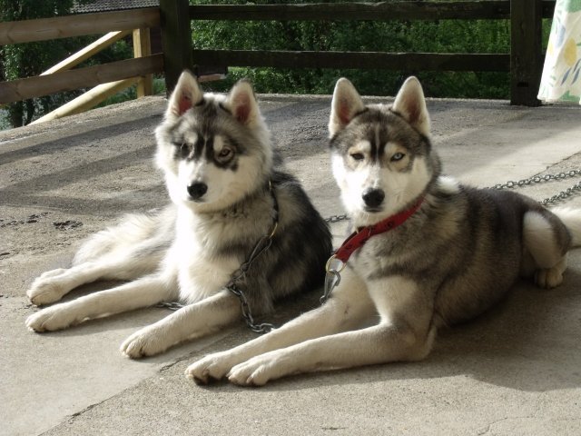 Crypton et Polaire