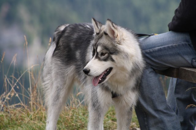 Crypton et Polaire