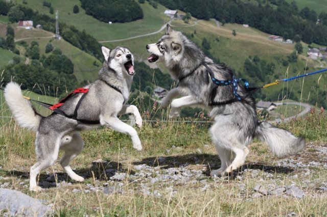 Crypton et Polaire