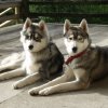 Crypton et Polaire
