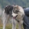 Crypton et Polaire
