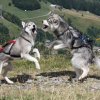 Crypton et Polaire