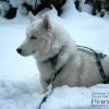 Descendance Liubov Russie
