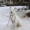 Flocon de Neige prems compète
