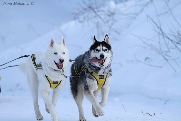 Flocon de Neige sur le podium