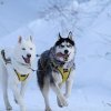 Flocon de Neige podium