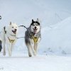 Flocon de Neige sur le podium