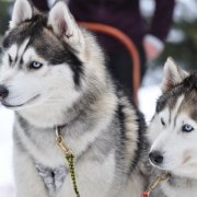 Palay's Liubov Team