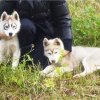 haurole hetoile Russie