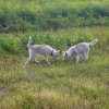 Haurole et Hetoile en Russie