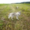 Haurole et Hetoile en Russie