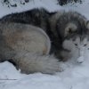 L'élevage sous la neige