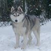L'élevage sous la neige