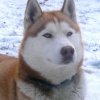 Liubov Sous La Neige 2010